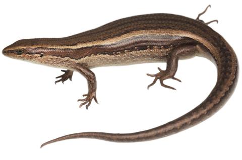 Mataura skink (Mid Dome). <a href="https://www.instagram.com/samuelpurdiewildlife/">© Samuel Purdie</a>