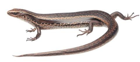 Southern skink (Rakiura). <a href="https://www.instagram.com/samuelpurdiewildlife/">© Samuel Purdie</a>