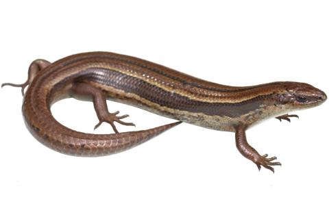 Small-eared skink (Stewart Island). © Nick Harker