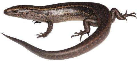 Oteake skink (Oteake Conservation Park, North Otago). <a href="https://www.instagram.com/samuelpurdiewildlife/">© Samuel Purdie</a>