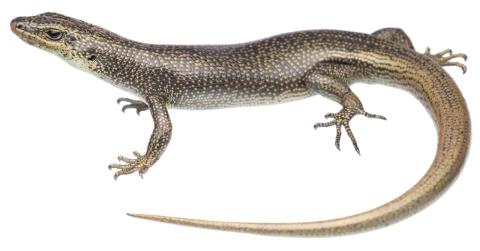 Alpine rock skink (Hawkdun Range, Otago). <a href="https://www.instagram.com/samuelpurdiewildlife/">© Samuel Purdie</a>