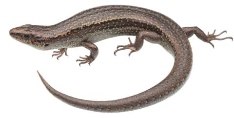 Cobble skink (Granity, New Zealand). <a href="https://www.instagram.com/samuelpurdiewildlife/">© Samuel Purdie</a>