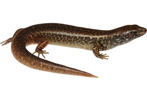 Whitaker's skink (Mercury Islands, Coromandel). © Nick Harker