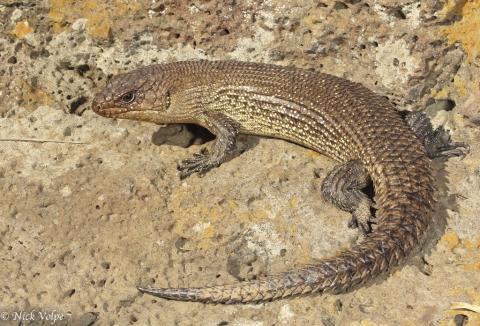 Cunningham's skink, Melbourne, Victoria. © Nick Volpe