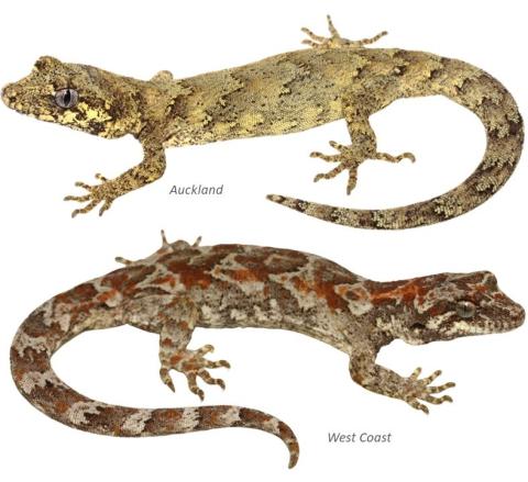 Forest geckos from Auckland (North Island) and the West Coast (South Island). © Nick Harker