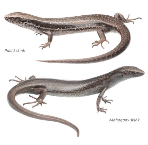 Te Wāhipounamu skinks. © Samuel Purdie