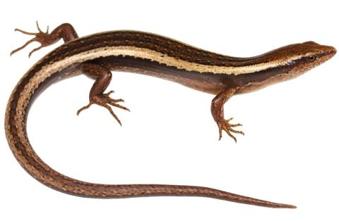 Striped skink. © Nick Harker