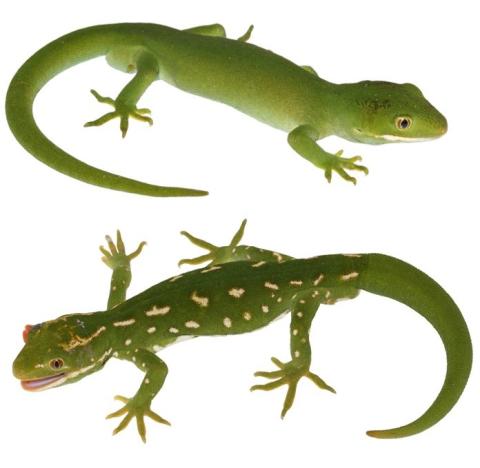 Aupōuri geckos from the northern (above) and southern (below) extent of their distribution. © Nick Harker