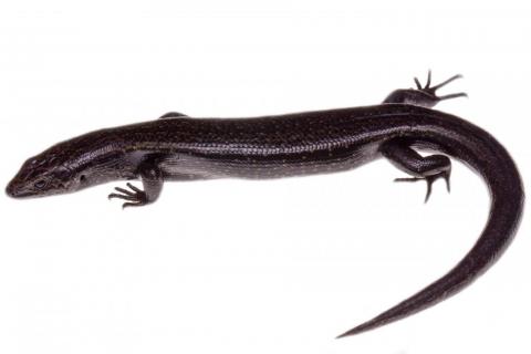 Fiordland skink (Resolution Island) © James Reardon