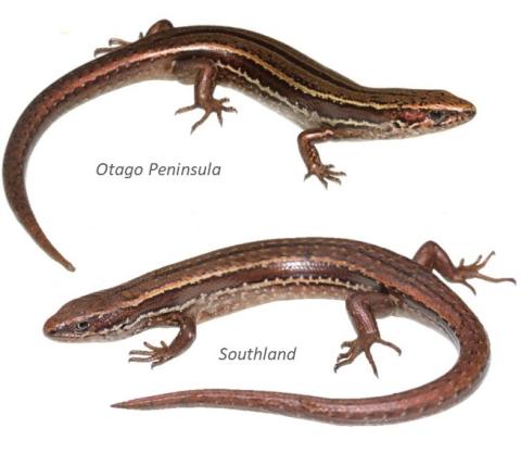 Herbfield skinks. <a href="https://www.instagram.com/tim.harker.nz/">© Tim Harker</a> (upper), <a href="https://www.instagram.com/nickharker.nz/">© Nick Harker</a> (lower).