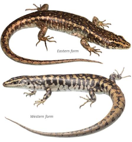 Otago skinks eastern and western forms. <a href="https://www.instagram.com/nickharker.nz/">© Nick Harker</a> (above), <a href="https://www.instagram.com/samuelpurdiewildlife/">© Samuel Purdie</a> (below).