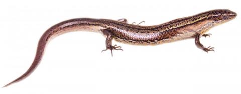 Te Kakahu skink (Chalky Islands) © James Reardon