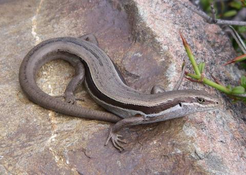 White-bellied skink (Rangitata, Canterbury). © Marieke Lettink