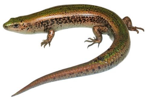 Stewart Island green skink. <a href="https://www.instagram.com/nickharker.nz/">© Nick Harker</a>