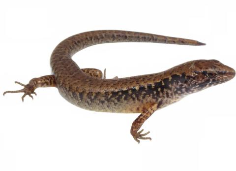 Hauraki skink (Hauturu / Little Barrier Island). © Tim Harker