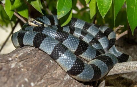 A yellow-lipped sea krait rests on a log (Pasir Putih, Komodo, Indonesia). © Massimiliano Finzi