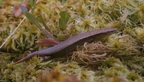 Hardy's skink (Aorangi Island, Poor Knights). © Colin Miskelly: <a href="https://blog.tepapa.govt.nz/2013/02/16/reptiles-of-the-poor-knights-islands/">Sourced from Te Papa Blogs</a>