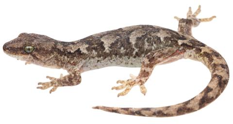 Mountain beech gecko (West Otago). <a href="https://www.instagram.com/samuelpurdiewildlife/">© Samuel Purdie</a>