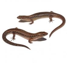 Copper, Ornate and Whitaker's skinks