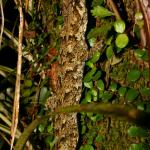 Forest gecko climbing in rainforest (Granity, West Coast). <a href="https://www.flickr.com/photos/rocknvole/">© Tony Jewell</a>