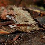 Copper skinks in leaf litter (Mt Maunganui, Bay of Plenty). <a href="https://www.flickr.com/photos/rocknvole/">© Tony Jewell</a>