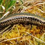 Otago green skink (eastern Otago). <a href="https://www.flickr.com/photos/151723530@N05/page3">© Carey Knox</a>