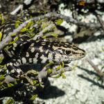 Otago skink (Western Otago). <a href="https://www.flickr.com/photos/151723530@N05/page3">© Carey Knox</a>