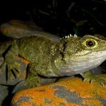 Tuatara (Mercury Islands, Coromandel). © Chris Wedding