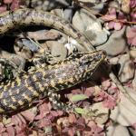 Otago skink (Western form). © Ben Goodwin