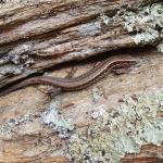 Waiharakeke grass skink (Marlborough Sounds). © Tom Heather
