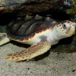 Loggerhead sea turtle. photo credit: <a href="https://www.flickr.com/people/19731486@N07">Brian Gratwicke</a> <a href="https://creativecommons.org/licenses/by/2.0/">(CC BY 2.0)</a>