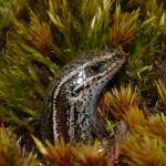 Burgan skink (Rock and Pillar Range, Otago). <a href="https://www.flickr.com/photos/rocknvole/">© Tony Jewell</a>