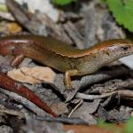 Copper skink in coastal forest (Motuora Island, Hauraki Gulf). <a href="https://www.instagram.com/nickharker.nz/">© Nick Harker</a>