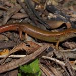 Copper skink in coastal forest (Motuora Island, Hauraki Gulf). <a href="https://www.instagram.com/nickharker.nz/">© Nick Harker</a>
