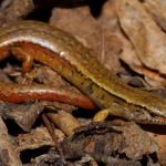 Copper skink in coastal forest (Motuora Island, Hauraki Gulf). <a href="https://www.instagram.com/nickharker.nz/">© Nick Harker</a>
