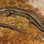 Hawke's Bay skink (Cape Kidnappers). <a href="https://www.instagram.com/nickharker.nz/">© Nick Harker</a>