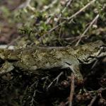 Ngahere gecko (Wellington) <a href="https://www.instagram.com/joelknightnz/">© Joel Knight</a>