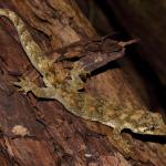 Forest gecko on Kanuka trunk (South Auckland). <a href="https://www.instagram.com/nickharker.nz/">© Nick Harker</a>