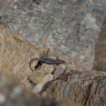 Otago skink (Western Form) <a href="https://www.instagram.com/joelknightnz/">© Joel Knight</a>