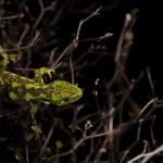Starred gecko (Nelson Lakes). <a href="https://www.instagram.com/joelknightnz/">© Joel Knight</a>
