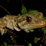 Moko a Tohu/Tohu gecko (North Brother Island, Cook Strait). <a href="https://www.flickr.com/photos/rocknvole/">© Tony Jewell</a>