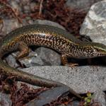Canterbury spotted skink basking in boulderfield (inland Canterbury). <a href="https://www.instagram.com/nickharker.nz/?hl=en">© Nick Harker</a>