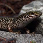 Canterbury spotted skink basking in boulderfield (inland Canterbury). <a href="https://www.instagram.com/nickharker.nz/?hl=en">© Nick Harker</a>