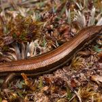 Small-eared skink (Rakiura / Stewart Island). <a href="https://www.instagram.com/nickharker.nz/">© Nick Harker</a>