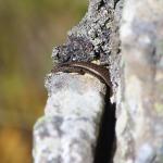 McCann's skink (South Otago). <a href="https://www.instagram.com/tim.harker.nz/">© Tim Harker</a>