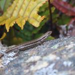 McCann's skink (South Otago). <a href="https://www.instagram.com/tim.harker.nz/">© Tim Harker</a>
