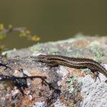 McCann's skink (South Otago). <a href="https://www.instagram.com/tim.harker.nz/">© Tim Harker</a>