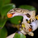 Raukawa gecko feeding on coprosma berries (Mana Island, Wellington). © Christopher Stephens