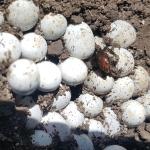 Plague skink communal nest - note the hatchling emerging from its egg (Tomarata, Auckland). <a href="https://www.inaturalist.org/observations?place_id=any&user_id=catchwords&verifiable=any">© catchwords</a>