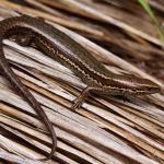 Southern skink (southern Stewart Island). <a href="https://www.instagram.com/nickharker.nz/">© Nick Harker</a> 